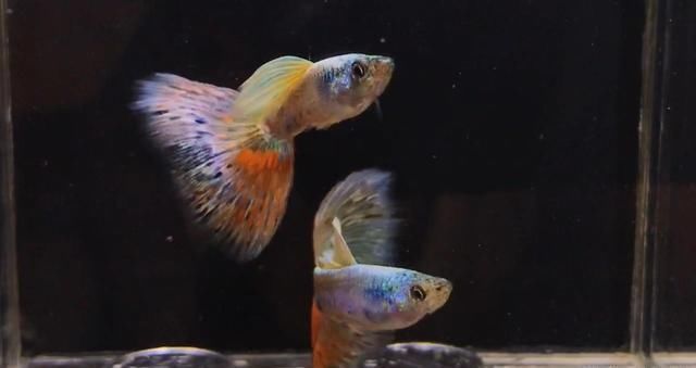 孔雀鱼能和什么鱼混养?斗鱼居然可以,孔雀鱼品