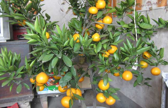 盆栽水果:盆栽橘子树怎么养?