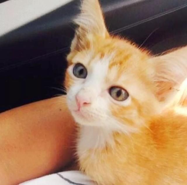 流浪小奶喵被带回家,受到金毛热烈欢迎,一进门