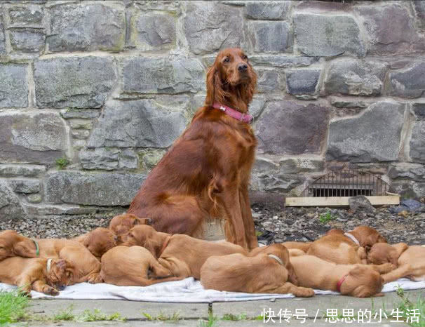 爱尔兰雪达犬.