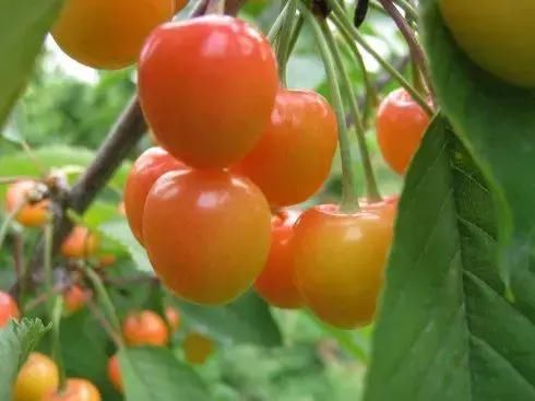 北碚的樱桃红了,周末去边摘边吃啊!