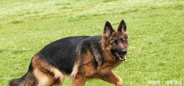 泰迪聪明到什么程度泰迪排名智商排名第几狗狗