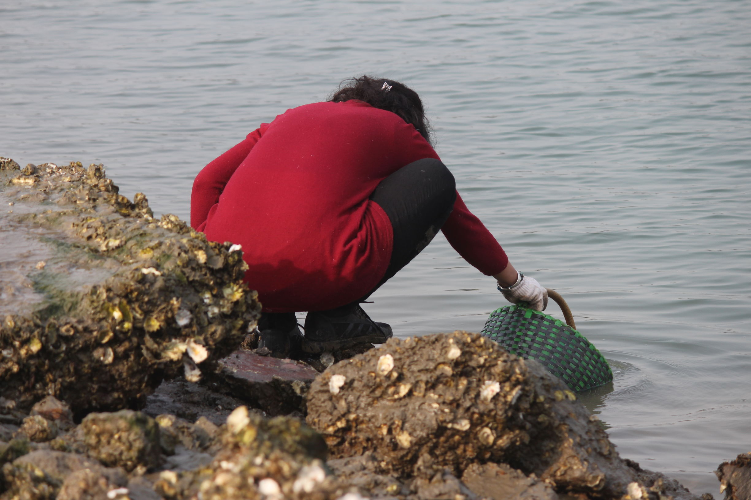 原来生蚝生吃可以壮阳,初一、十五退潮后遍地