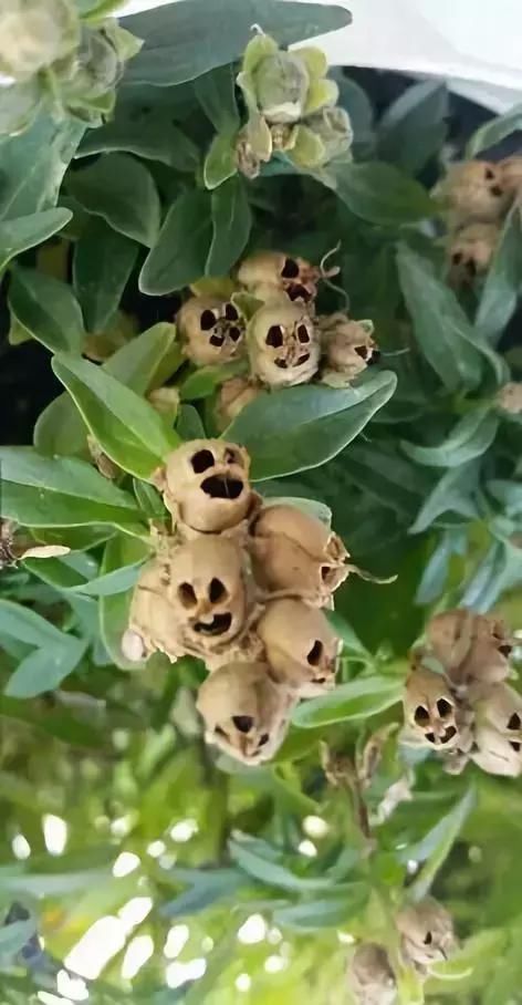 农历七月第一天,我的妈呀!哪位群主编的?笑死