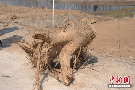 被告人所伐杨树的树根. 晨晓 摄