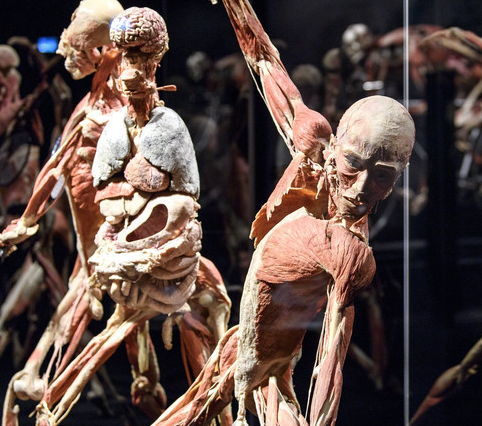 这些人体标本经过生物塑化技术得以保存。