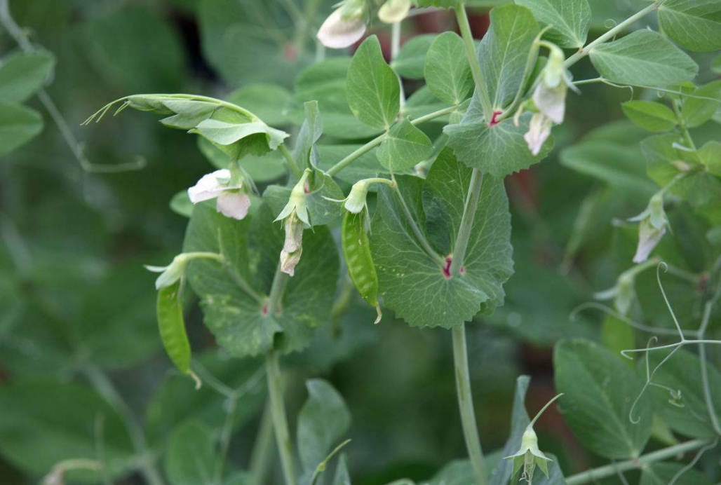酵素足贴:湿气竟是便秘的罪魁祸首?三招巧去湿