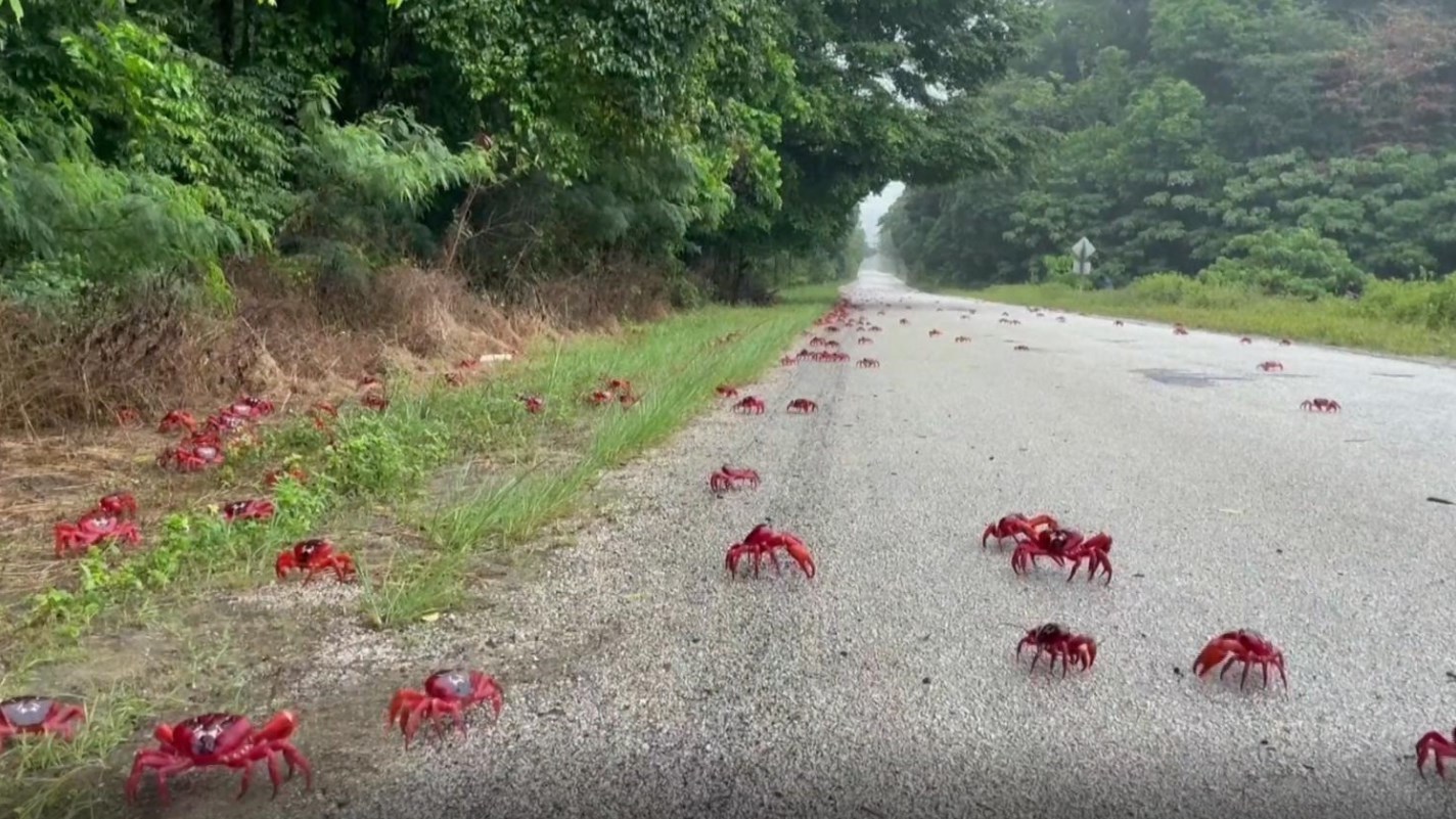 “蟹山蟹海” 澳大利亚圣诞岛红蟹大迁徙 “蟹山蟹海” 澳大利亚圣诞岛红蟹大迁徙