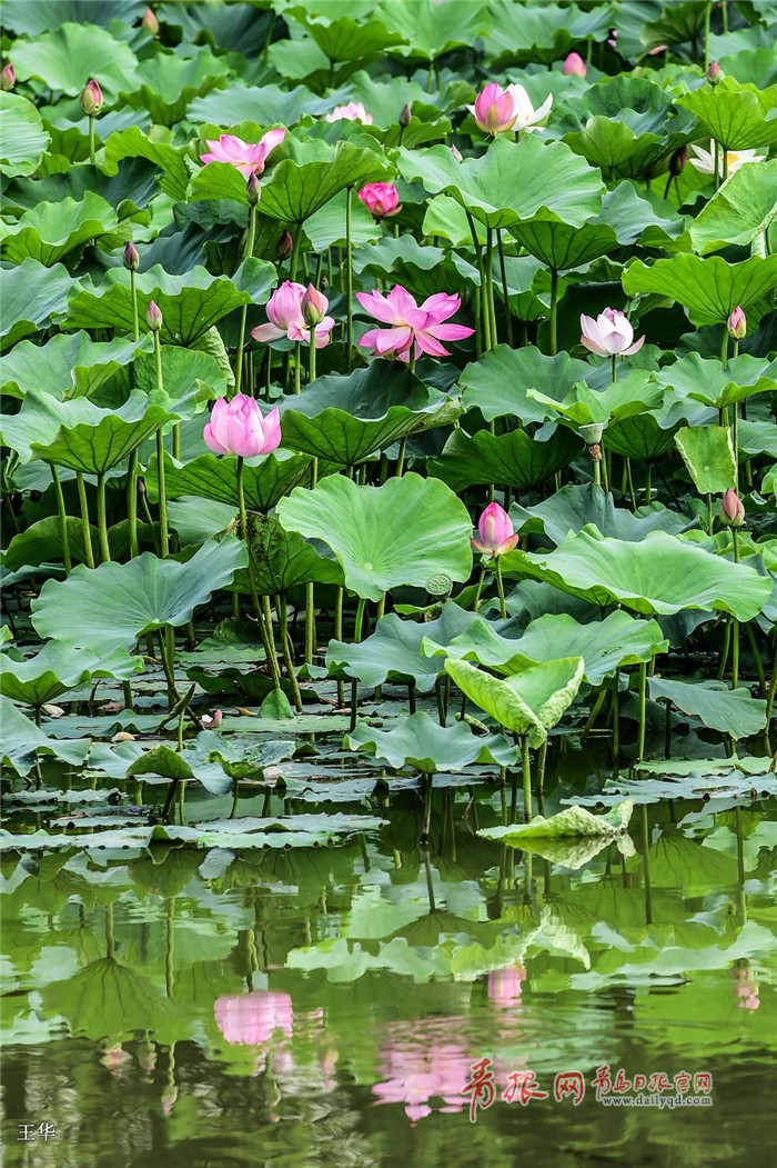 醉美荷花季 青岛荷花满塘待君来
