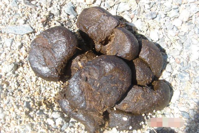 大便很硬,一块块像羊屎蛋是怎么回事?