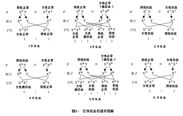 红绿色盲遗传图谱图片