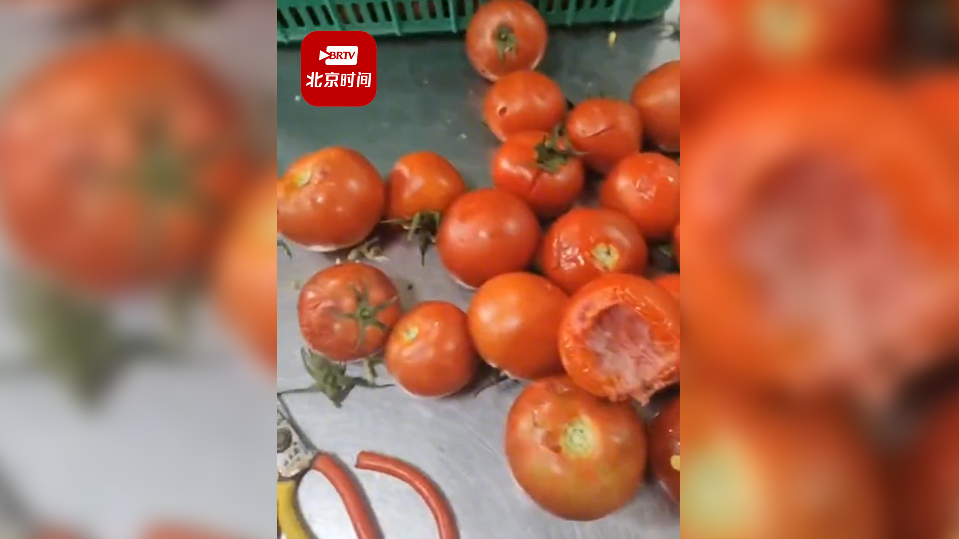 学校食堂蔬菜腐烂长毛?教育局通报 学校食堂蔬菜腐烂长毛?教育局通报