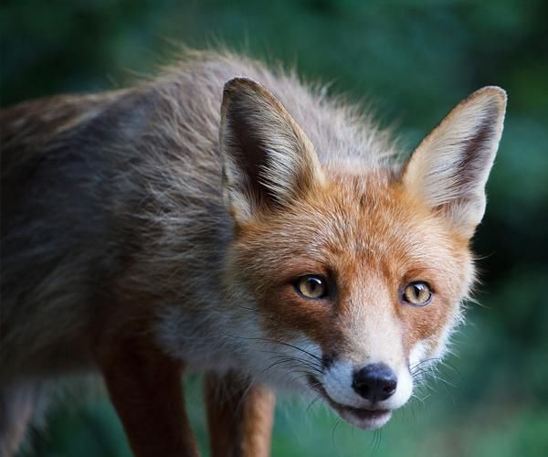 民间五大仙家,既能带来好运又被视为财神,哪家