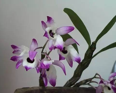 石斛博士100问第23问:金钗石斛的功效与作用