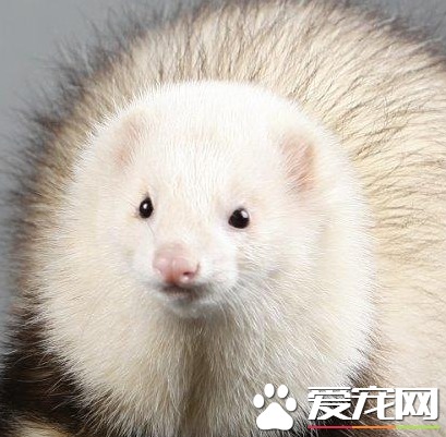 宠物貂多少钱一只 价格从1000至20000不等 宠物貂多少钱一只 价格从1000至20000不等