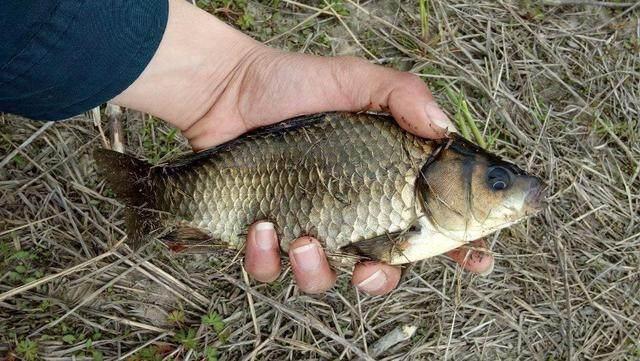 野釣黑色大鯽魚,朋友確說這魚有問題!