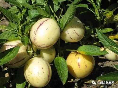 清明,带孩子来兰州周边的采摘园体验采摘乐趣