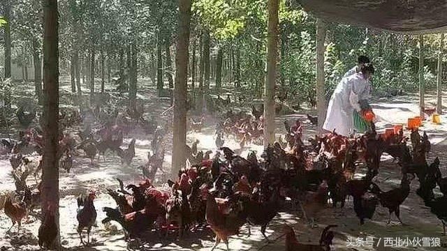 一年前京东创始人刘强东当村长的那个村现在咋