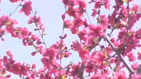 花海绵延！北京平谷数万亩桃花竞相绽放