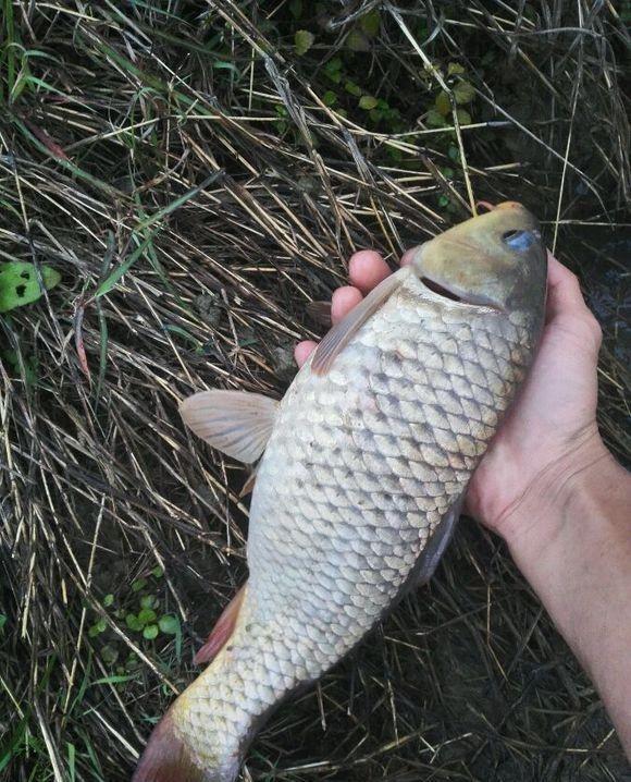 天坑裡釣魚,唯一咬口釣上深潭未知魚種