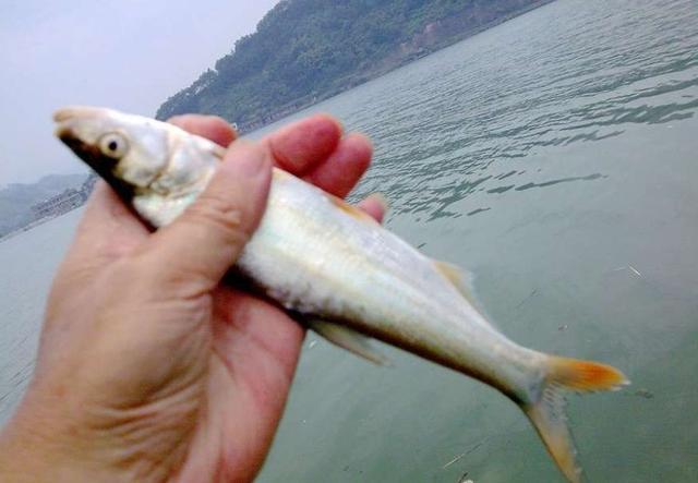 河虾越新鲜越好,上鮹率的高低与虾的新鲜度成正比.