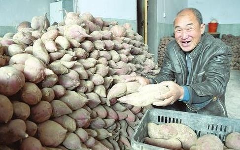 临汾大宁县昕水镇石城村红薯丰收