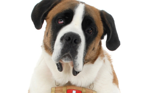 北京犬舍之圣伯纳怀孕应该注意些什么