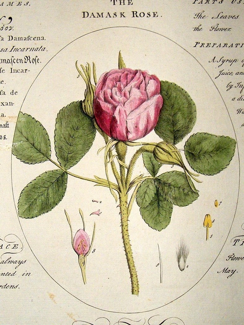 以下信息源自百度百科: 大马士革玫瑰(学名rosa damascena,常用名