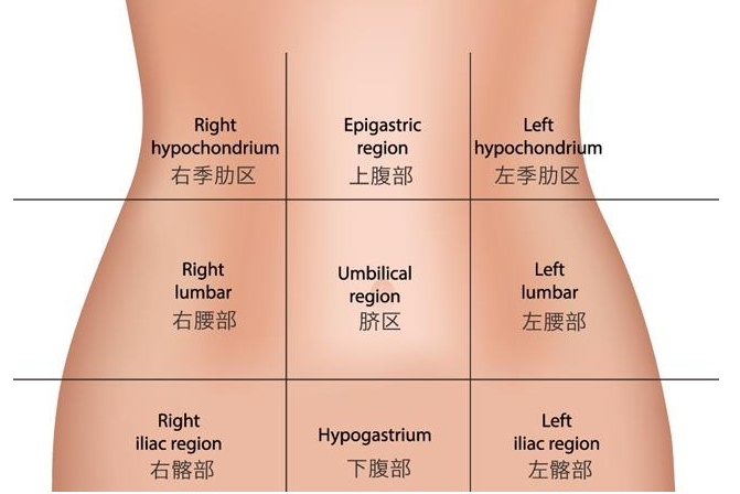 腹部九分法图片图片