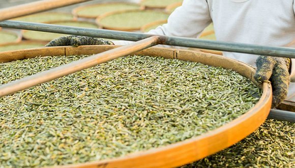 日光萎凋与室内萎凋都没搞清楚 你敢说喝懂白茶了?