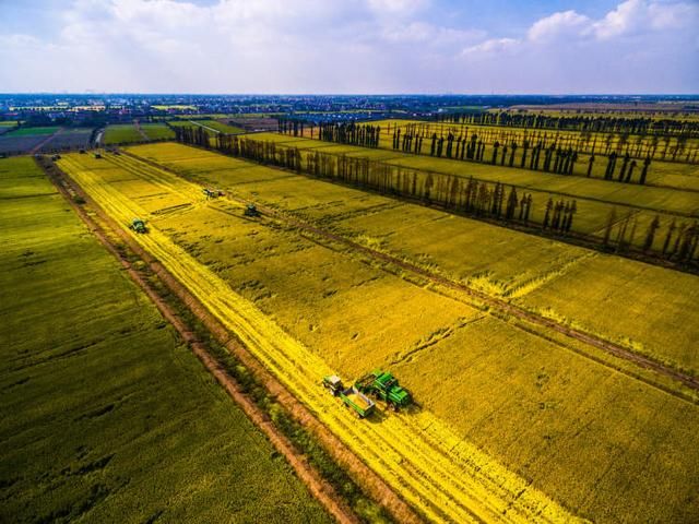 不用化学肥料、不施化学农药,崇明两无化大米