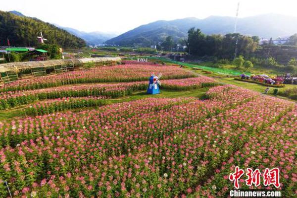 5月20日,航拍江西南昌市灣裡區太平鎮歡樂葵園花海內的醉蝶花,數十萬