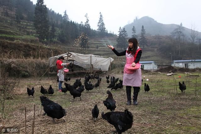 农村散养鸡什么品种最好?