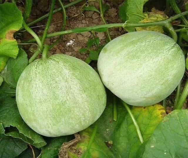 2018年码头镇第七届甜瓜旅游采摘节即将开幕