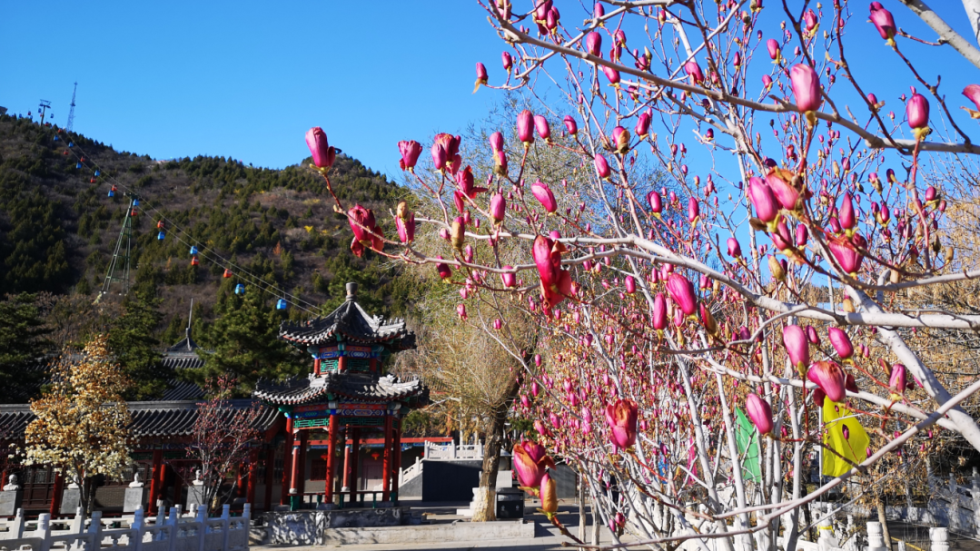 密云赏花攻略来袭！这些点位足够让你燃爆朋友圈