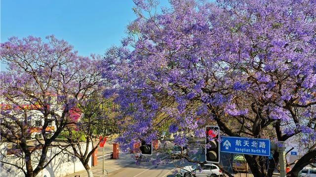紫蓝花雨好浪漫!西昌5万余株绝美蓝花楹盛放 紫蓝花雨好浪漫!西昌5万余株绝美蓝花楹盛放