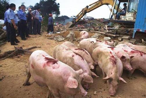 养猪业发展前景究竟是大规模养殖好,还是小规