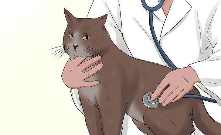 别冤枉猫咪爱叫了 如果养了一只话痨猫 是因为物似主人形 雪花新闻 别冤枉猫咪爱叫了 如果养了一只话痨猫 是因为物似主人形 雪花新闻