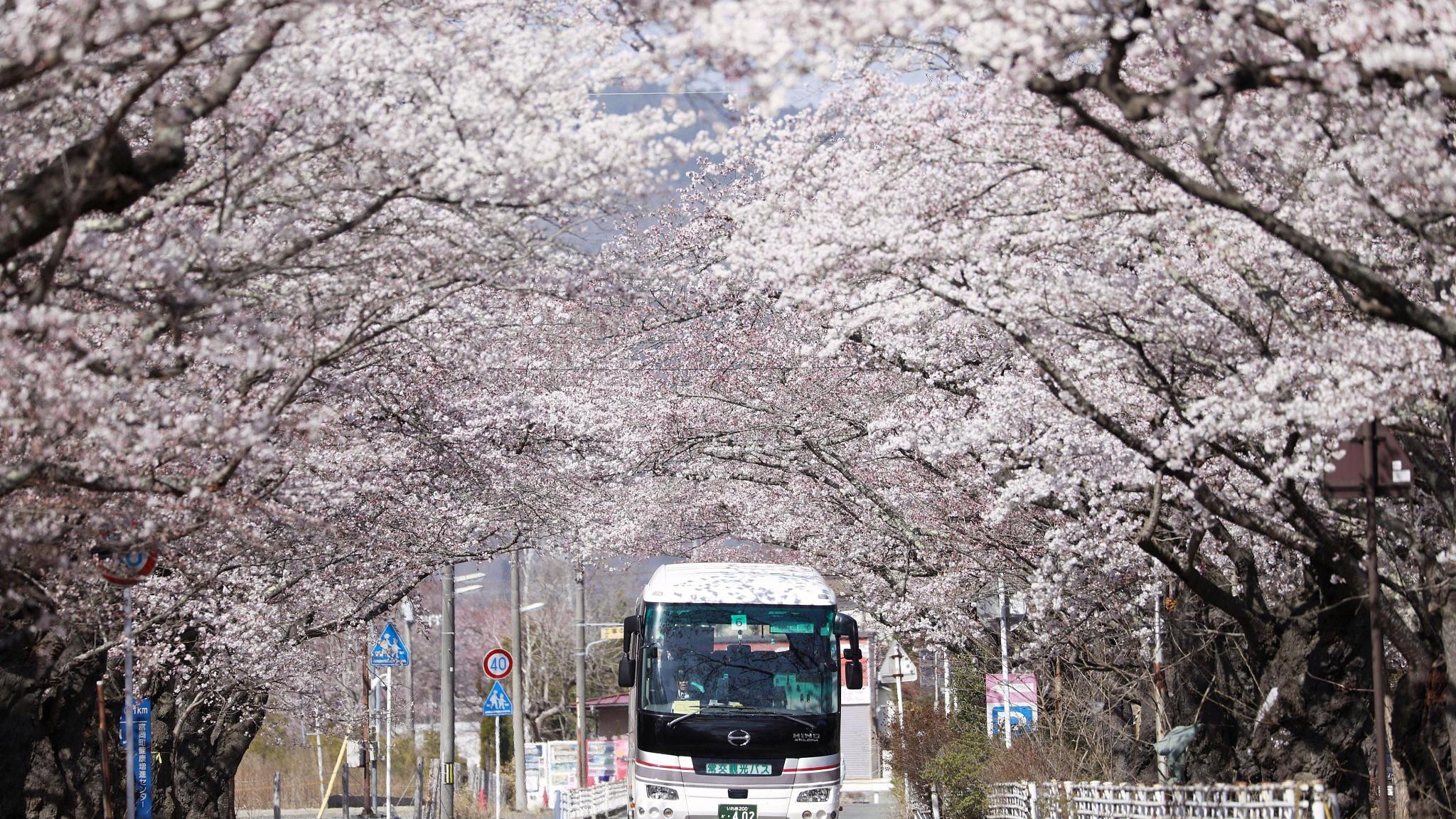 日本巴士时隔9年再驶入福岛隔离区樱花大道