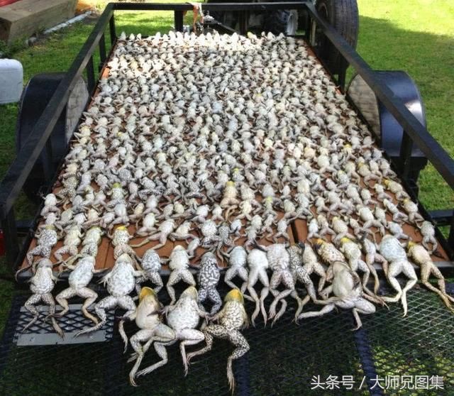 澳大利亚,野兔野猪牛蛙小龙虾泛滥成灾,网友:让