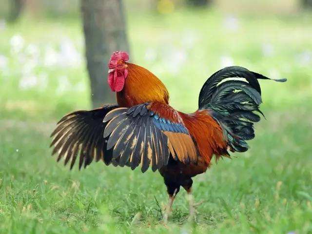 【鸡年话鸡】鸡为