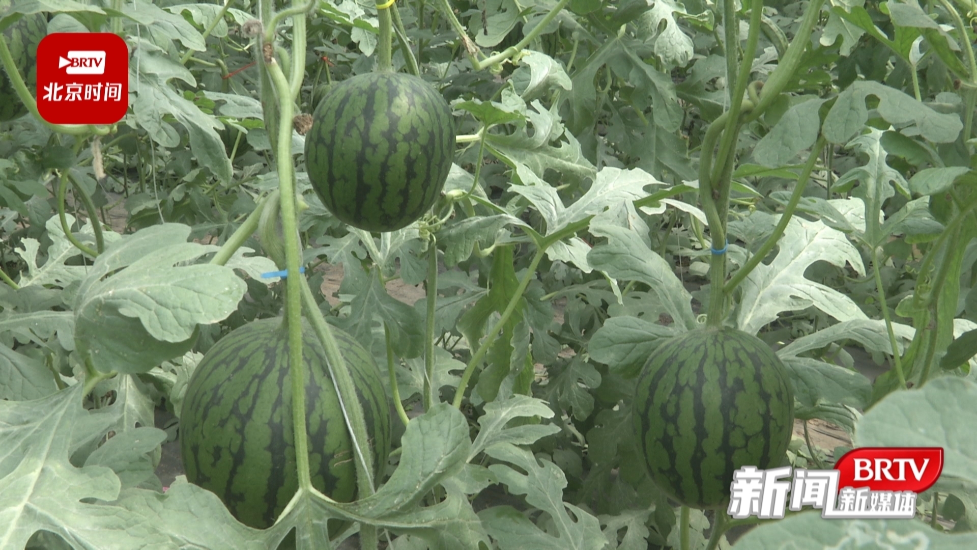 头茬瓜即将上市!庞各庄镇联合美团买菜请北京市民“吃瓜” 头茬瓜即将上市!庞各庄镇联合美团买菜请北京市民“吃瓜”