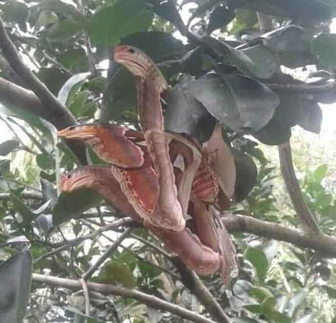 世界上的生物奇形怪状,往往让人惊呼不已.