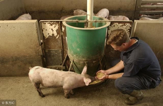 3,生料要消毒 生饲料喂猪要注意洗净和消毒,以免感染寄生虫病.