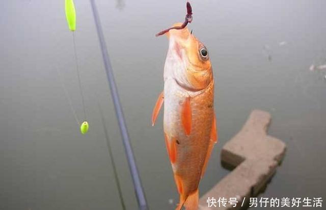 夏季钓鱼用蚯蚓,几个聪明人的秘密技巧,掌握