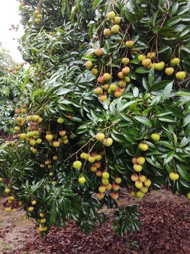 种植荔枝需要什么条件?现在还有哪些好的荔枝