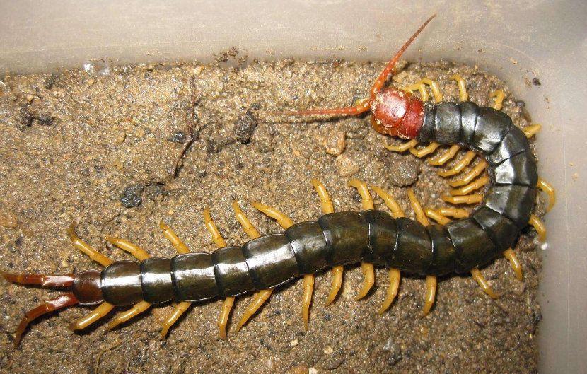 农村9大不能惹的生物:水蛭最难缠,竹叶青最毒,马蜂最危险