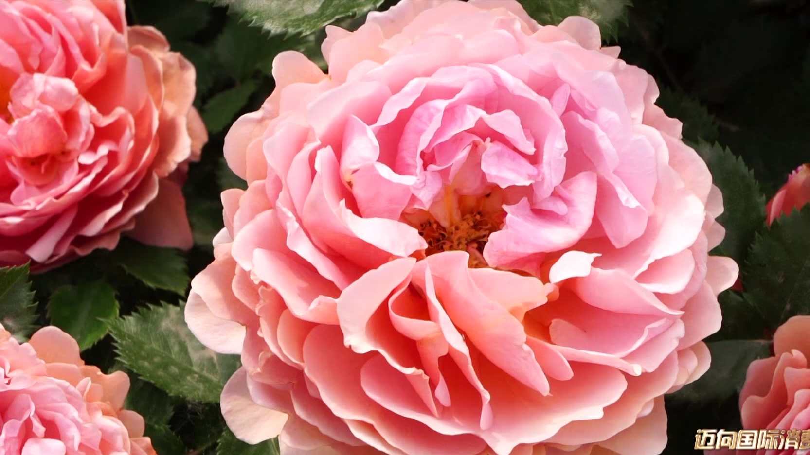 北京日记丨一年长占四时春  市花月季培育加速度