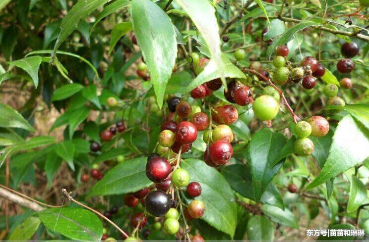 农村这种野果,形似蓝莓,人称睡眠果,是治失眠