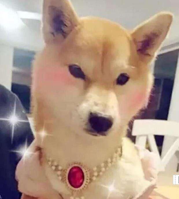 小伙出差前将狗给母亲寄养,回来后发现,狗狗连